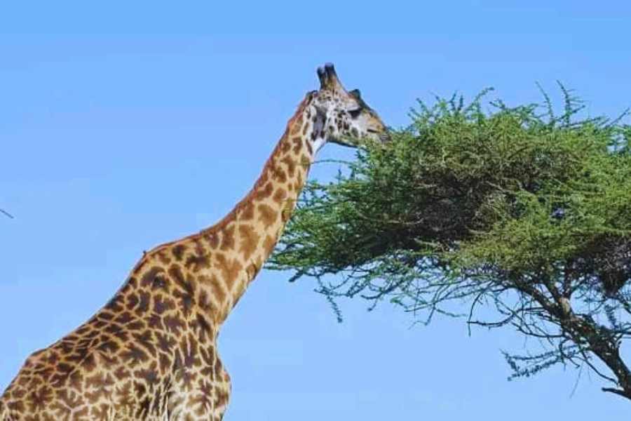10 DAYS TANZANIA SAFARI PROGRAM