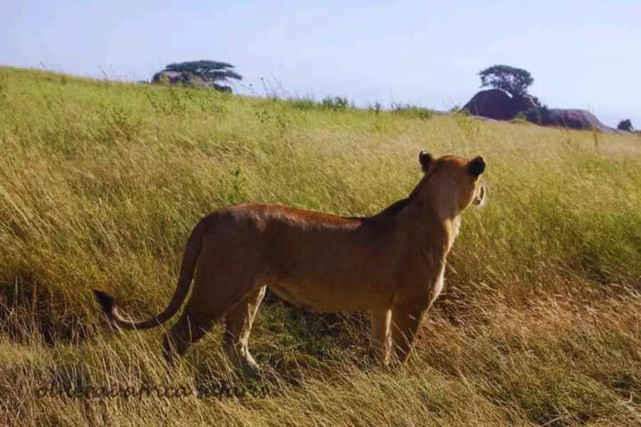3 DAYS SAFARI