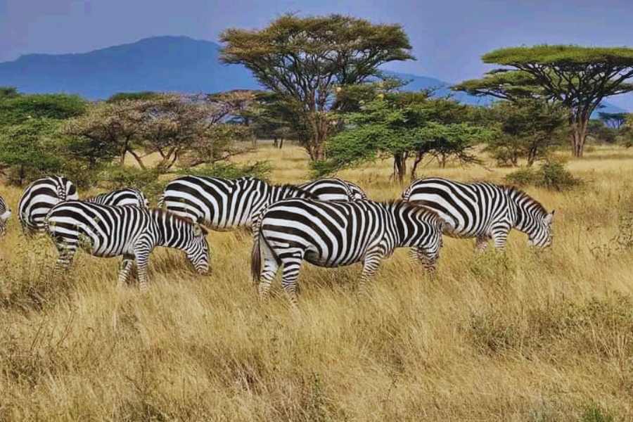 5 DAYS  SAFARI – NOTHERN TANZANIA