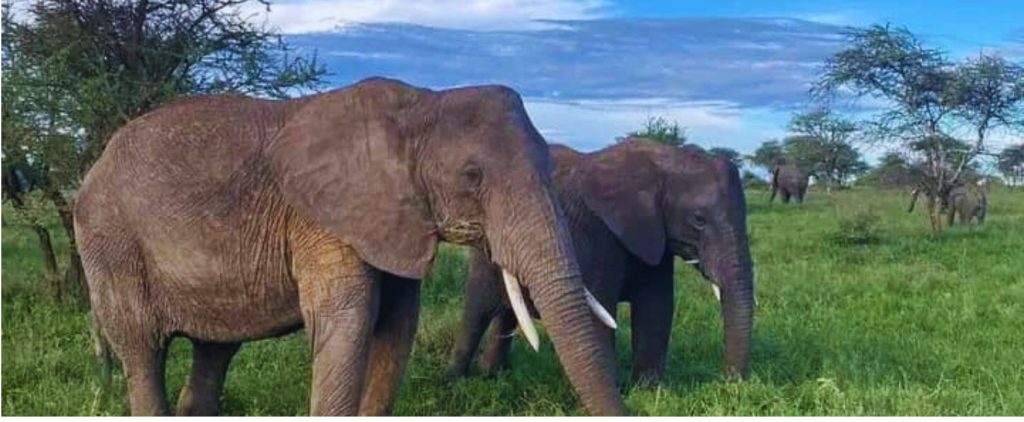 CLUSTERED SAFARI SLIDER 1