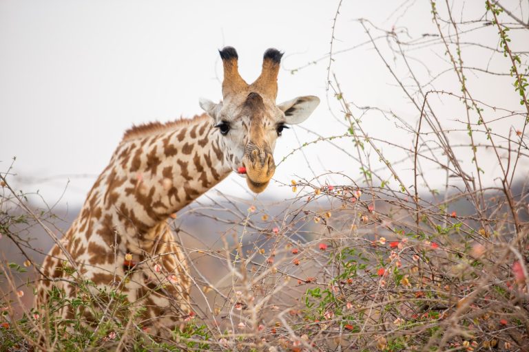 Best Time to Visit Tanzania for an Unforgettable Safari | Clustered Africa Safaris