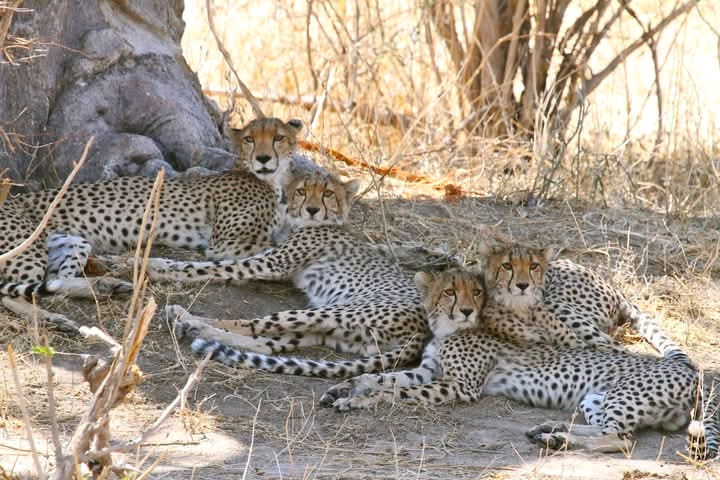 Tanzania Safari Tours – Experience the Ultimate African Adventure