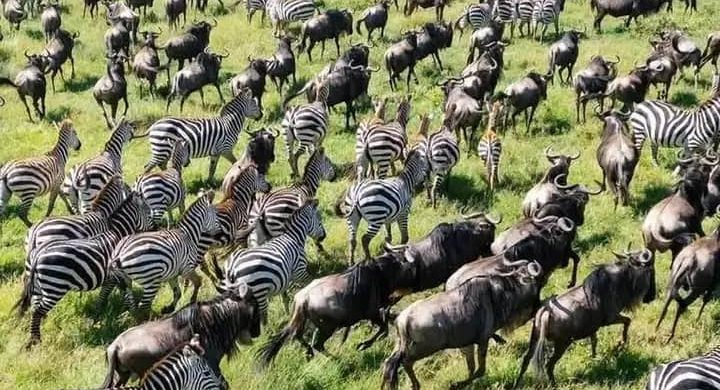 Thousands of wildebeests and zebras migrating across the Serengeti plains during the Great Migration in Tanzania