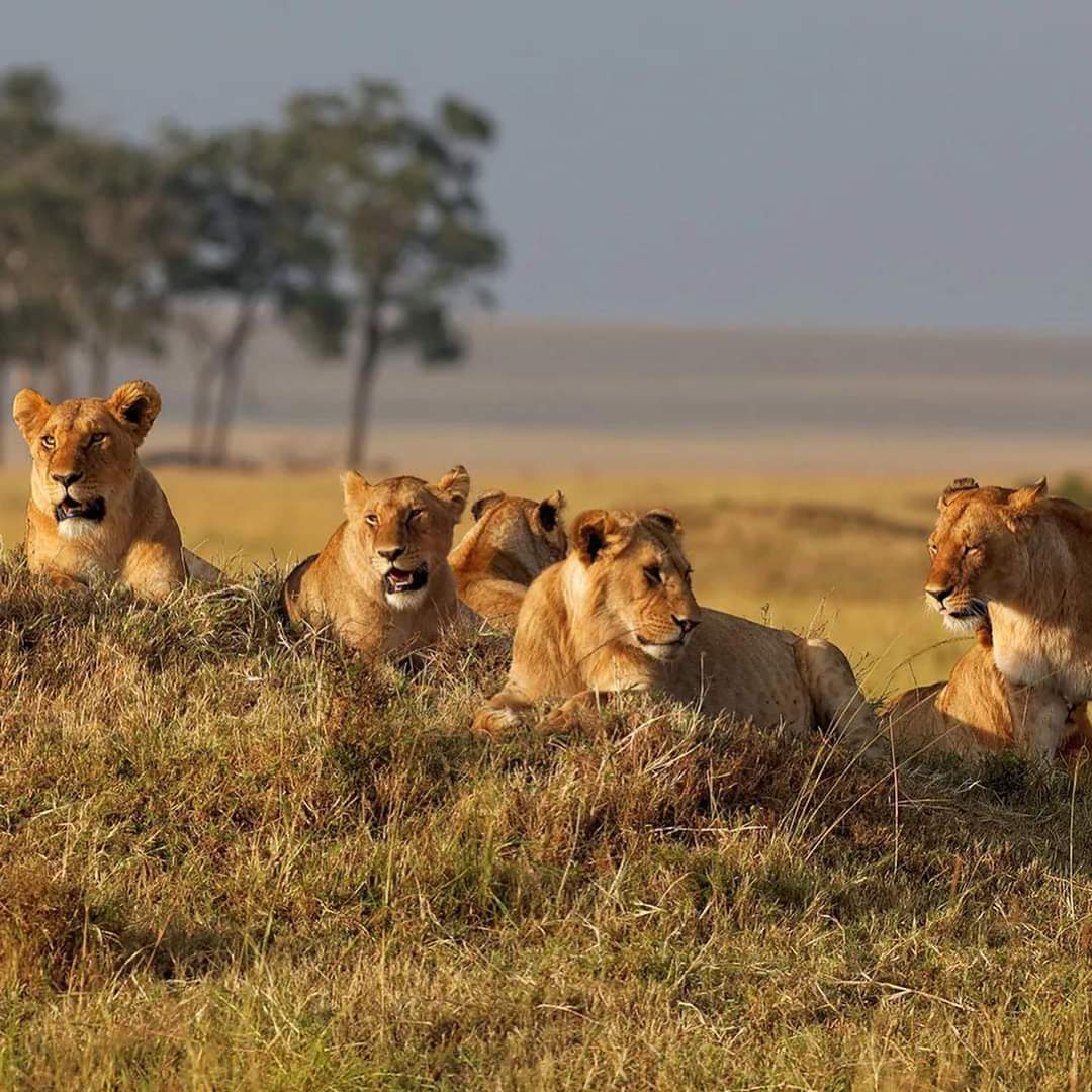 Tanzania Safari Experience: Discover the True Spirit of the Wild