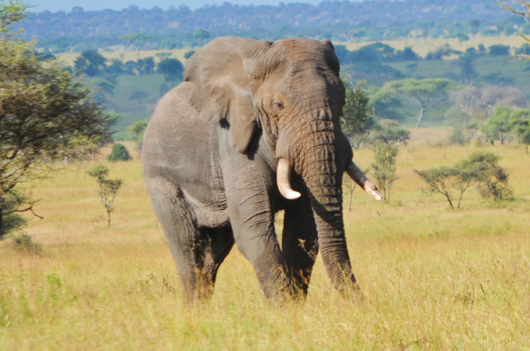 3 Days Tarangire & Ngorongoro Safari with Clustered Africa Safaris
