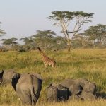 Best-time-to-visit-Serengeti-National-Park