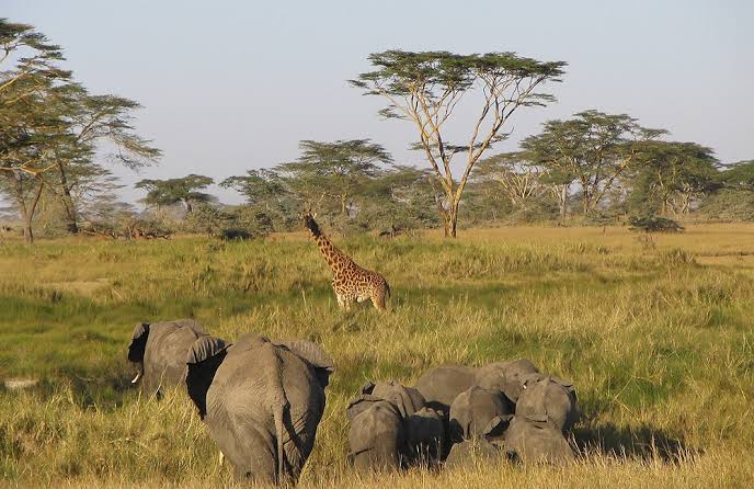 A Complete Guide to Ruaha National Park Safari
