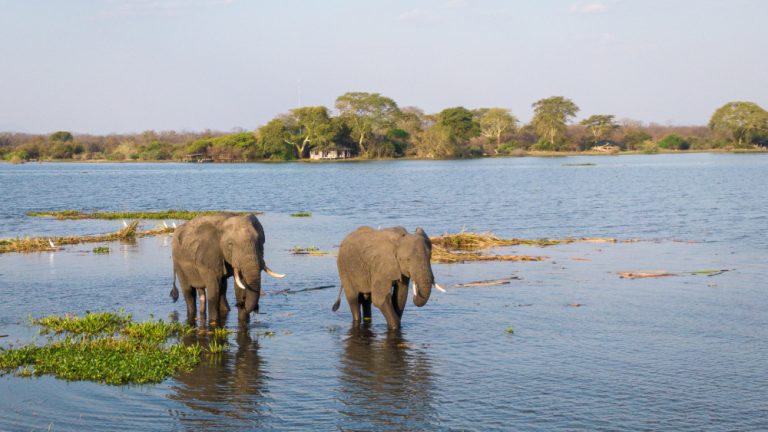 Why Ruaha National Park Should Be on Your Tanzania Safari Bucket List