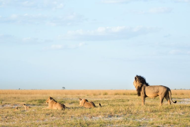 Best Time to Visit Tanzania for an Unforgettable Safari Experience (2026 Guide)