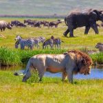 serengeti-national-park_(1)[1]