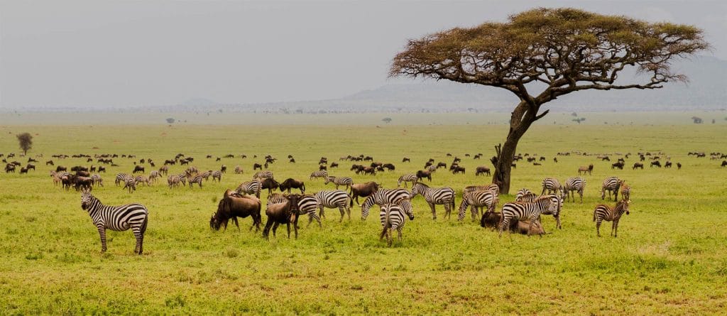 Zebras and wildebeest grazing on the grasslands of Serengeti National Park during their annual migration