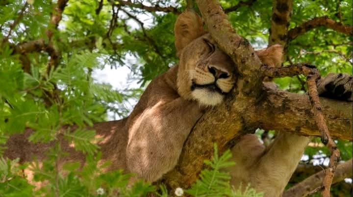 Lion resting on a tree branch in Lake Manyara National park, Tanzania