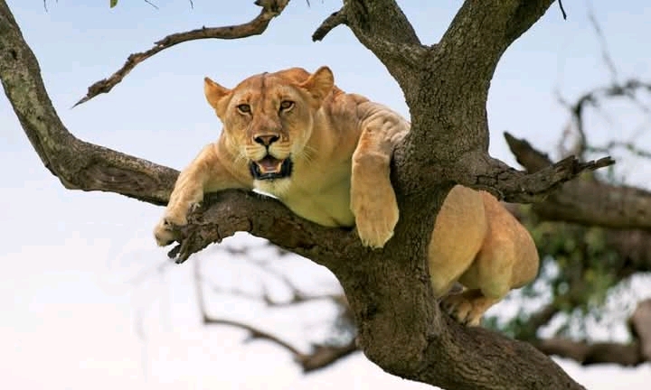 Lion resting on tree branch in Lake Manyara National Park, Tanzania