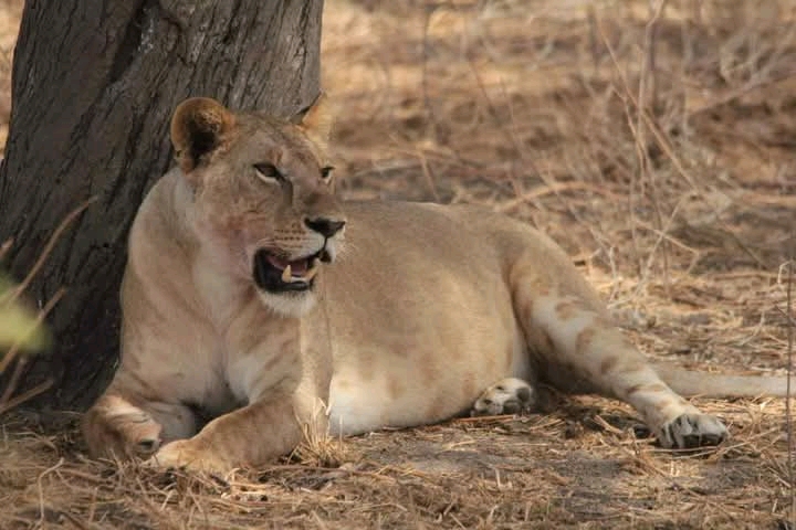 African Lion resting in Tarangire National Park during a Tanzania wildlife safari.