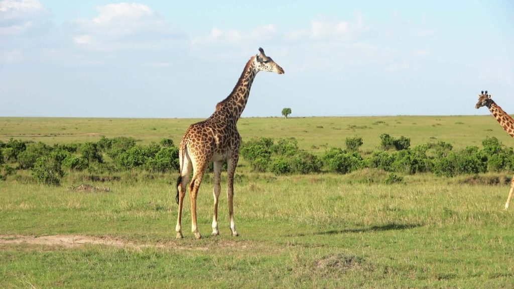 Giraffe standing in the African savannah during a Tanzania wildlife safari