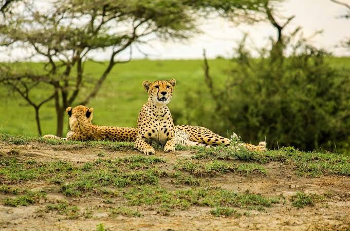African Cheetah resting in Tarangire National Park during Tanzania wildlife safari