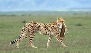 Cheetah hunting and catching prey in serengeti National Park during African safari