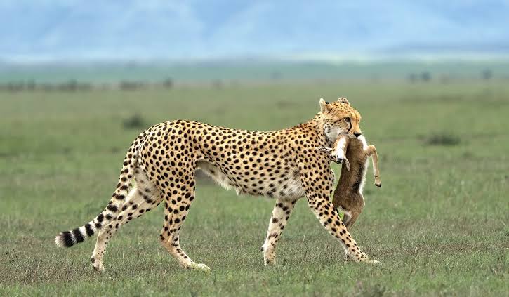 Cheetah hunting and catching prey in serengeti National Park during African safari