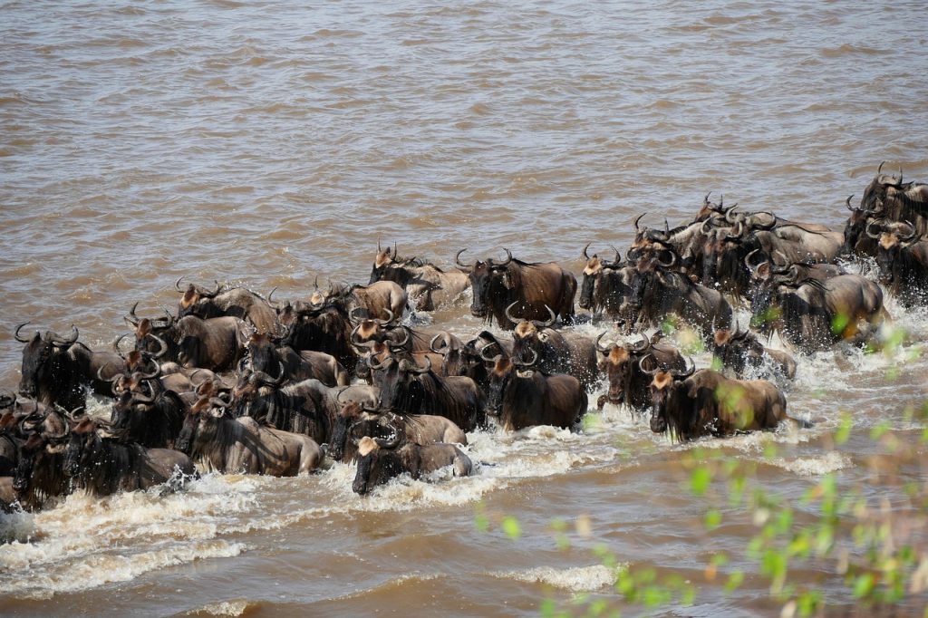Thousands of wildebeests crossing the River Mara during the Great Migration in Serengeti National Park