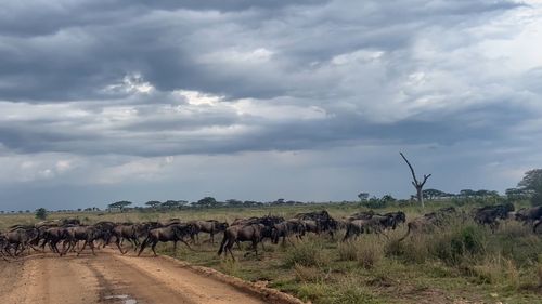 Large herd of wildebeests crossing a road during the Great Migration in Serengeti National Park, Tanzania