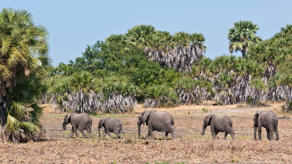 A herd of African elephants near palm trees in Nyerere National Park during a Tanzania safari