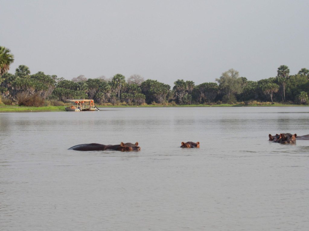 Pod of hippos resting in a waterhole during a Tanzania wildlife safari