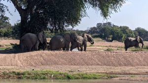 Africa elephants standing beside a river during a 5 Days Tanzania Safari