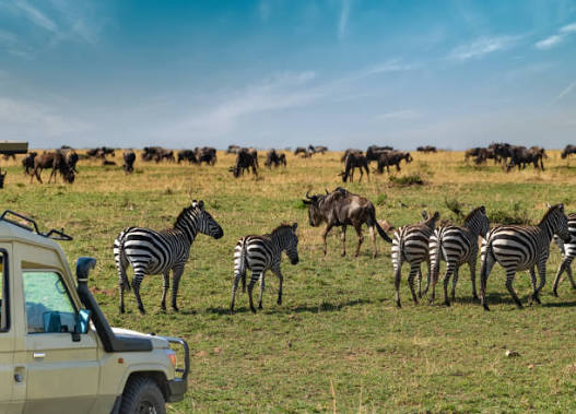 Zebras grazing on wide open savannah plains during a Tanzania wildlife safari