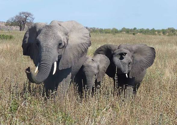 African elephants walking together in the wild during a Tanzania safari.