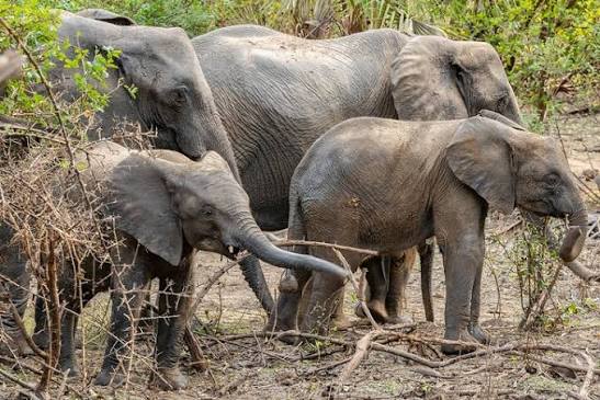 A large wild African elephant up close during a safari adventure in Tanzania.