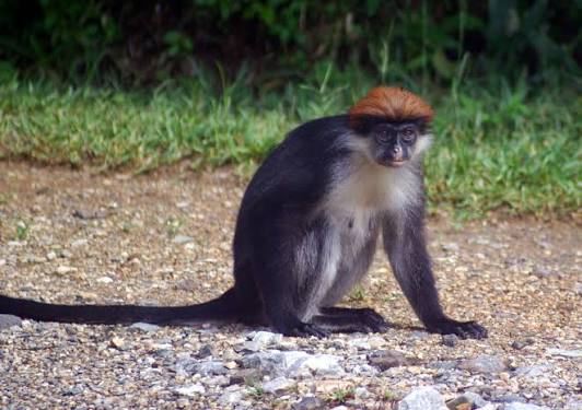 Endemic Iringa red colobus monkey siting in the lush vegetation of Udzungwa Mountains National Park, Tanzania