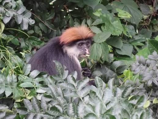 Close-up portrait of the rare Iringa red-colobus monkey in Udzungwa Mountains
