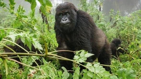 A magnificent gorilla resting in a lush green forest during a primate trekking safari