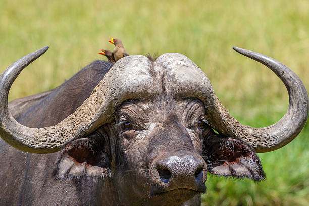Close-up face of a magnificent Cape buffalo during a wildlife safari in Tanzania