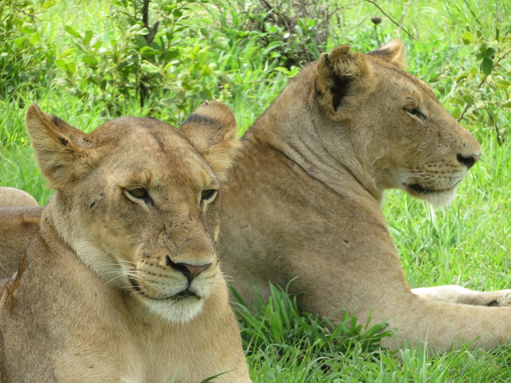 A pir of majestic lions resting in the wild during a Tanzania safari tour