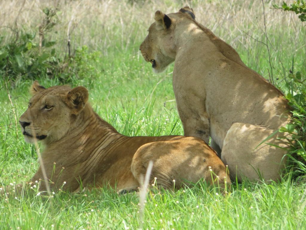 Two beautiful lions resting in the savannah grass during a wildlife safari in Tanzania