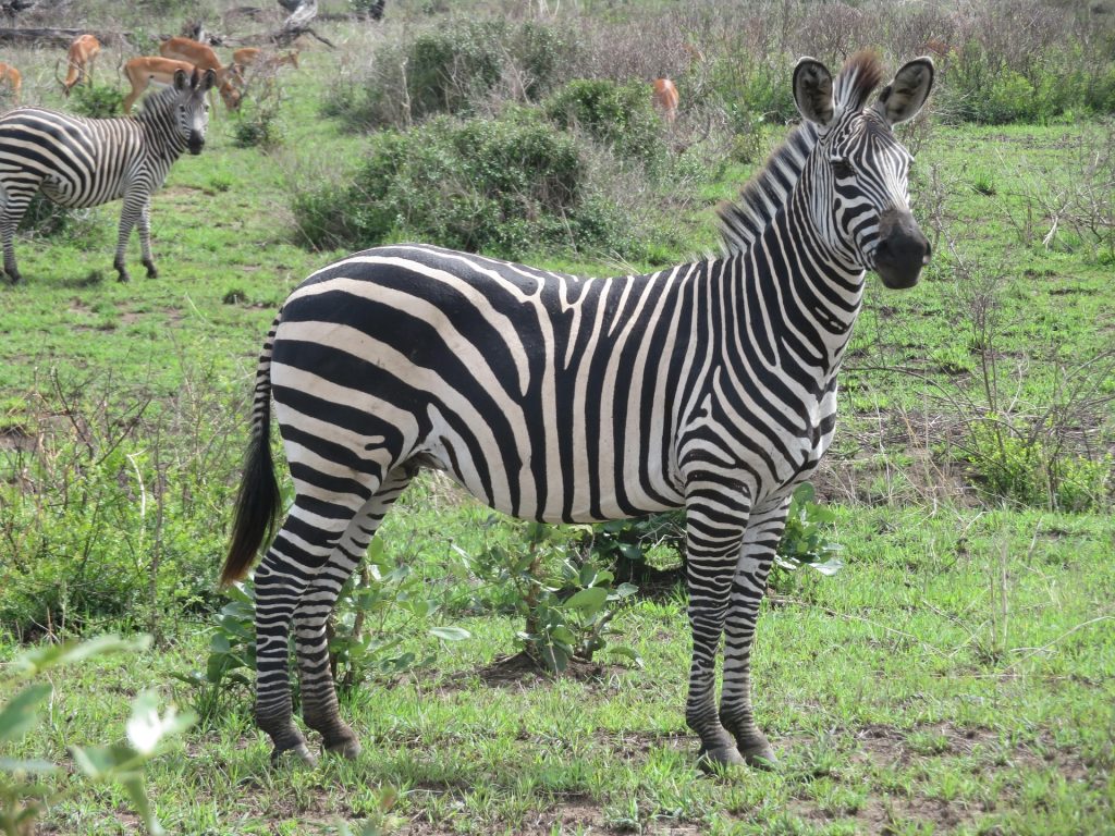 A beautiful plains zebra standing in the green savannah grass during a wildlife safari in Tanzania