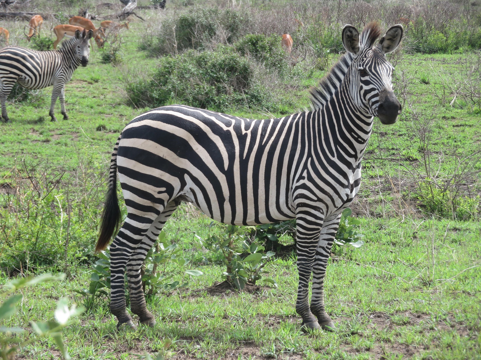 A beautiful plains zebra standing in the green savannah grass during a wildlife safari in Tanzania