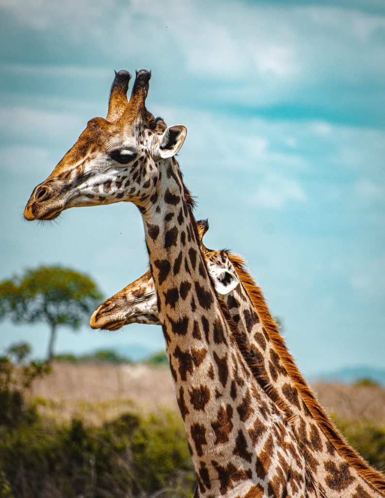 A close-up side profile of a giraffe in the wild with trees and blue sky in the background during a safari