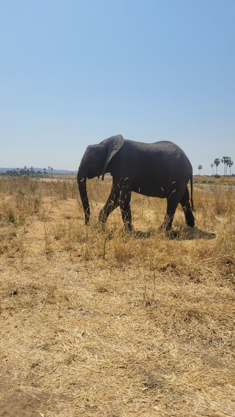 Southern Circuit Tanzania Safari FAQs: Everything You Need to Know Before You Go