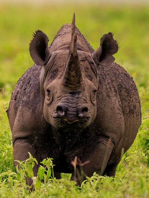 Serengeti vs Ngorongoro: Which Safari is Best for You?