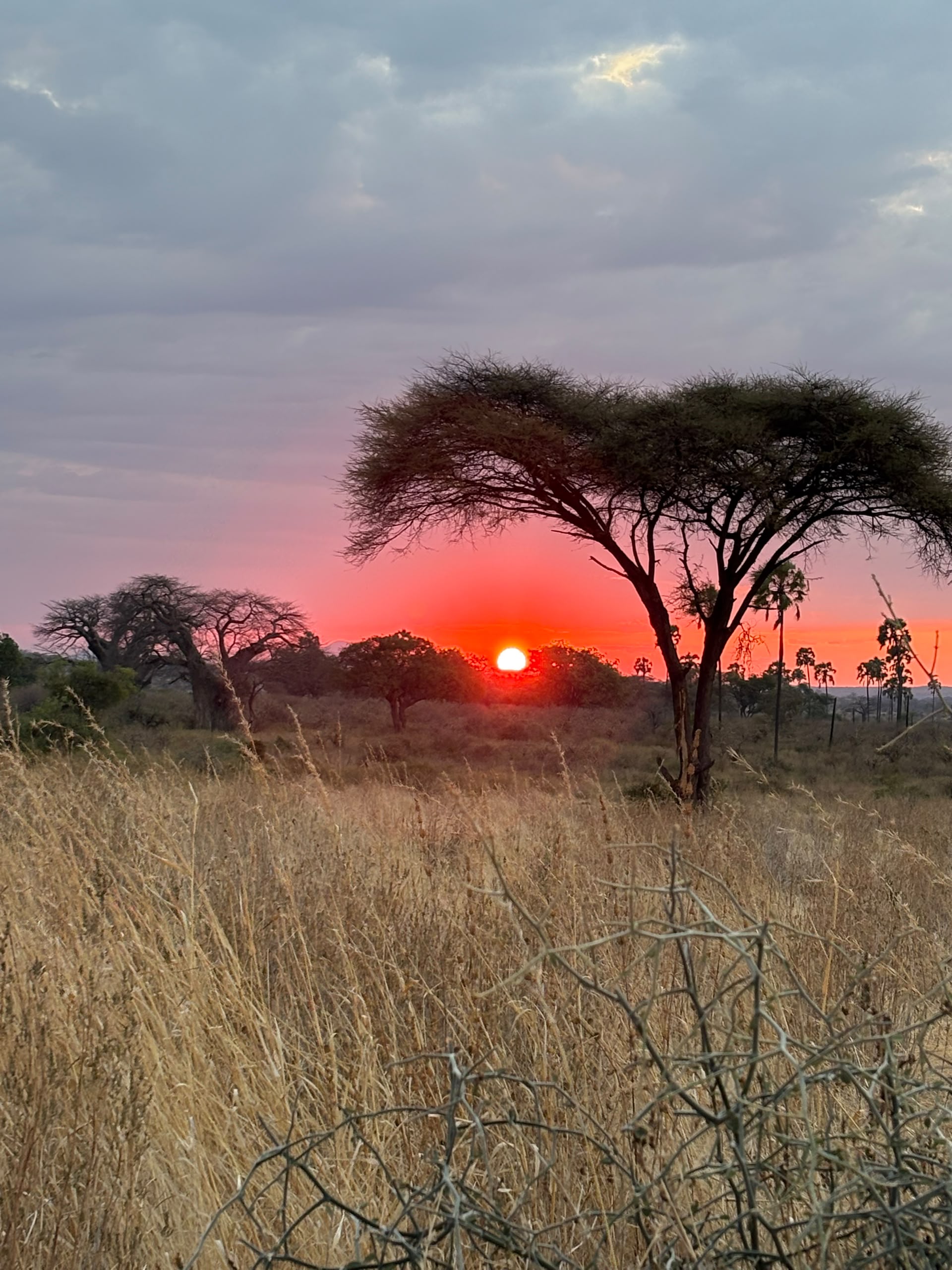 Best Time to Visit Southern Tanzania Safari Sunset