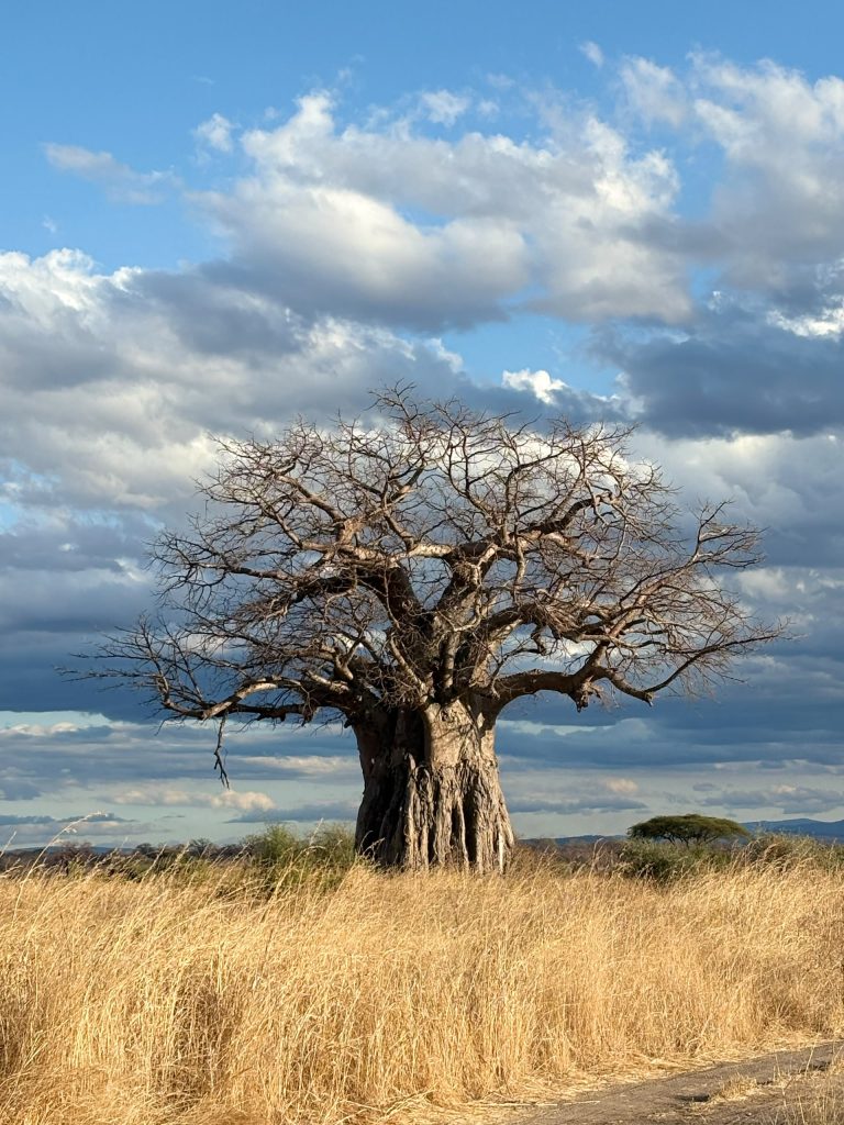 Baobab tree landscape during budget safari in Ruaha Southern Tanzania